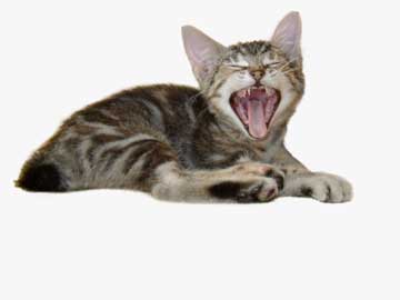 Katz404