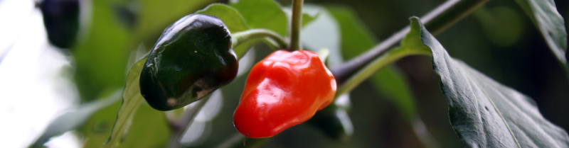 Chilipflanze